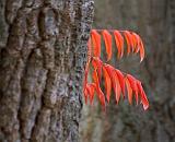 Autumn Sumac Leaves_23522
